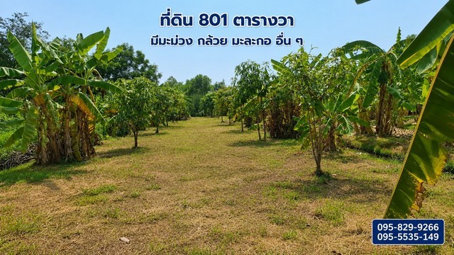 ขายที่ดินถมแล้ว  2-0-01ไร่ โครงการ Wellness City (เวลเนสซิตี้) เพื่อการพักวัยเกษียณ ใกล้ถนนปทุมธานี-สามโคก-เสนา (ทล.3111)อ.บางไทร จ.อยุธยา