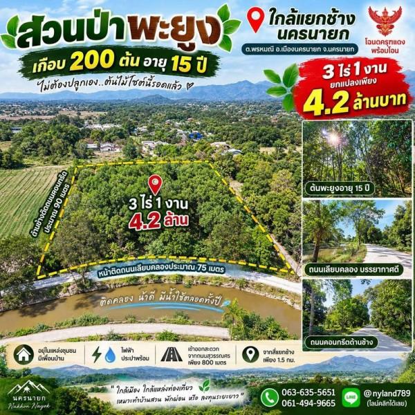 ขายสวนป่าพะยูงเกือบ 200 ต้น อายุ 15 ปี 3 ไร่ 1 งาน ใกล้แยกช้าง นครนายก เดินทางง่ายมาก เข้าออกสะดวก รถวิ่งถึงแปลงสบาย